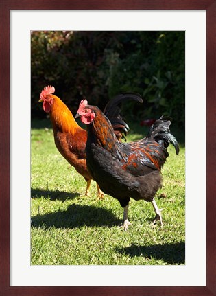 Framed Chickens, Farm animal, Port Chalmers, New Zealand Print