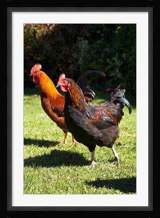 Framed Chickens, Farm animal, Port Chalmers, New Zealand Print
