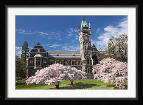 Framed Clock Tower, Historical Registry Building and Spring Blossom, University of Otago, South Island, New Zealand Print