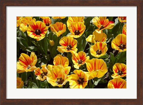 Framed Close up of Tulips, West Otago, South Island, New Zealand Print
