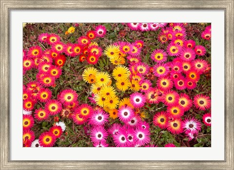 Framed Colourful Flowers, Marine Parade, Napier, Hawkes Bay, North Island, New Zealand Print
