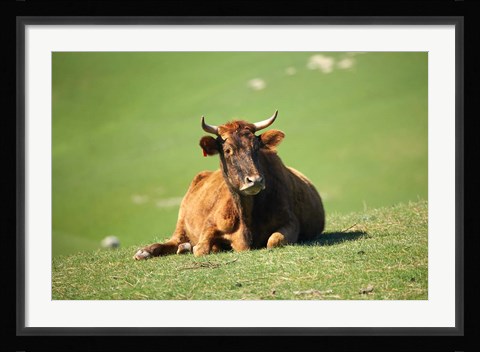 Framed Cow, Farm Animal, Dunedin, South Island, New Zealand Print