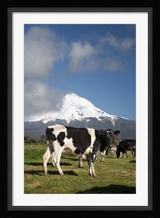 Framed Dairy Cows, Farm animals, Taranaki, New Zealand Print