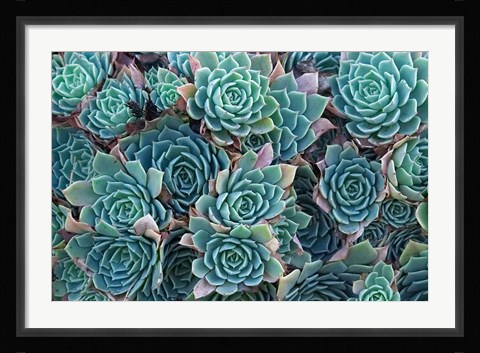 Framed Echeveria Elegans Succulents, New Zealand Print