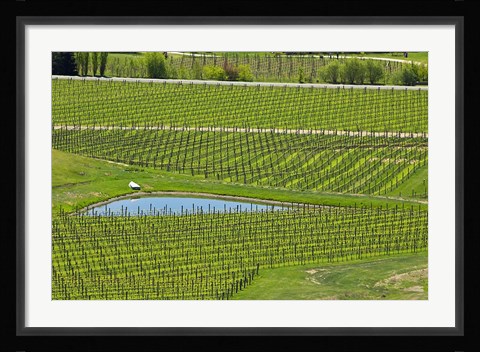 Framed Felton Road Vineyard, South Island, New Zealand Print