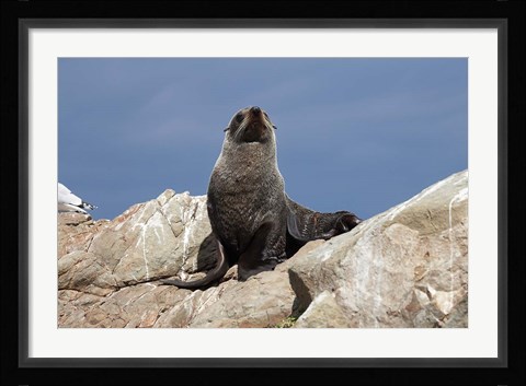 Framed Fur Seal, Kaikoura Coast, South Island, New Zealand Print