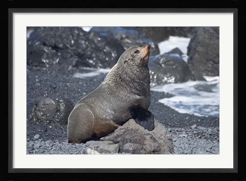 Framed Fur Seal, Ngawi, Wairarapa, North Island, New Zealand Print