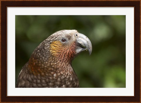Framed Kaka, Tropical Bird, Karori Sanctuary, New Zealand Print