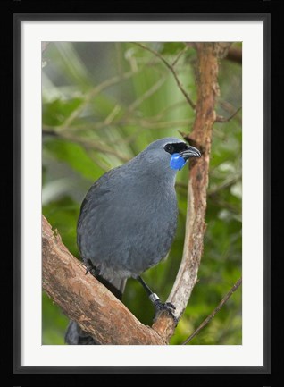 Framed Kokako bird, Wairarapa, North Island, New Zealand Print