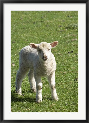 Framed Lamb, Farm animal, Otago, South Island, New Zealand Print
