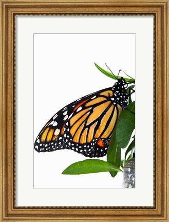 Framed Monarch Butterfly Print