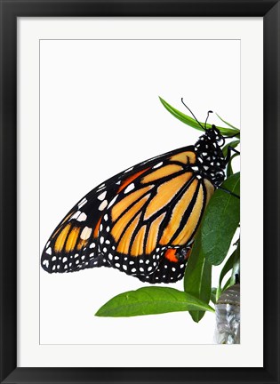 Framed Monarch Butterfly Print