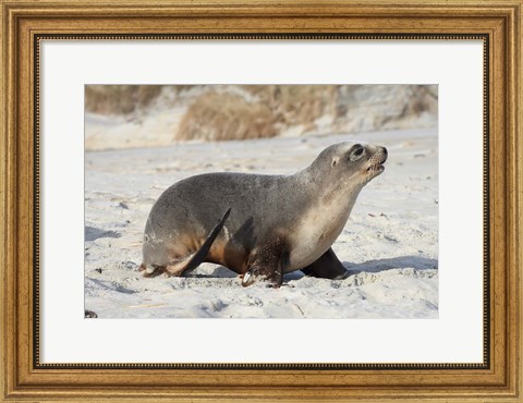 Framed New Zealand Sea Lion Pup, Sandfly Bay, Dunedin Print
