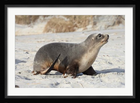 Framed New Zealand Sea Lion Pup, Sandfly Bay, Dunedin Print