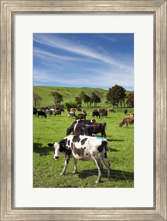Framed New Zealand, North Island, Dairy Cows, Farm animal Print