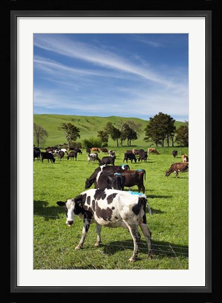 Framed New Zealand, North Island, Dairy Cows, Farm animal Print
