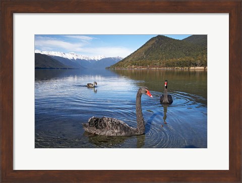 Framed New Zealand, South Island, Nelson Lakes, Black Swan birds Print