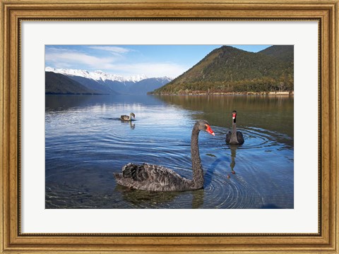 Framed New Zealand, South Island, Nelson Lakes, Black Swan birds Print