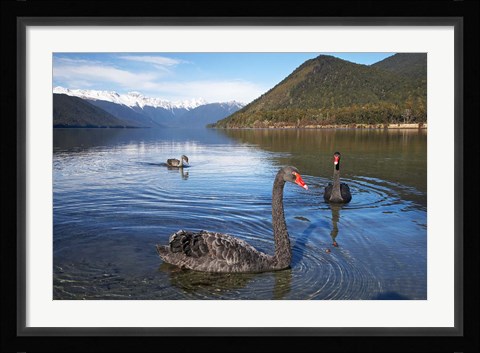 Framed New Zealand, South Island, Nelson Lakes, Black Swan birds Print