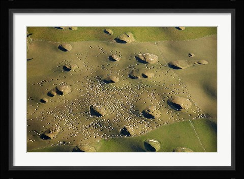 Framed New Zealand, South Island, Sinkholes, Sheep, Agriculture Print