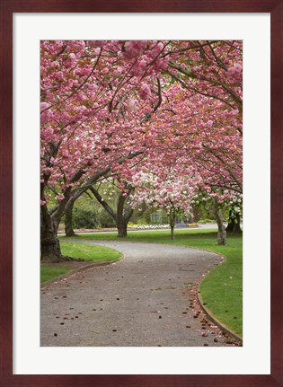 Framed Path in Spring Blossom, Ashburton Domain, New Zealand Print