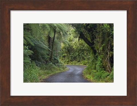 Framed Path to Dawson Falls, Egmont, North Island, New Zealand Print