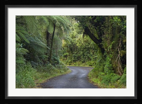 Framed Path to Dawson Falls, Egmont, North Island, New Zealand Print