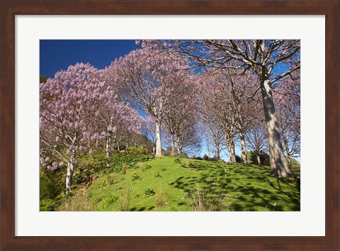 Framed Paulownia Plantation, Spring Season, New Zealand Print
