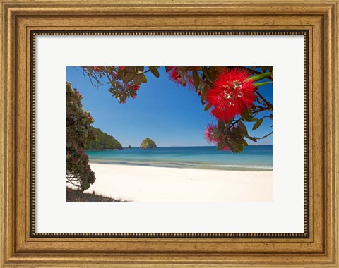 Framed Pohutukawa Tree in Bloom and New Chums Beach, North Island, New Zealand Print