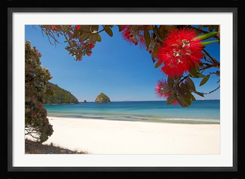 Framed Pohutukawa Tree in Bloom and New Chums Beach, North Island, New Zealand Print