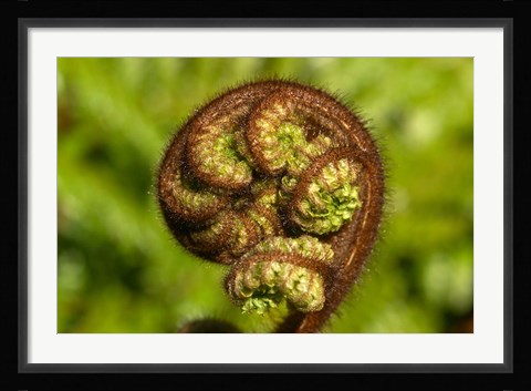 Framed Ponga Tree Fern Frond, South Island, New Zealand Print
