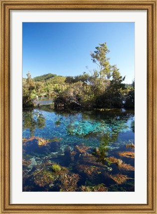 Framed Pupu Springs, Golden Bay, South Island, New Zealand Print