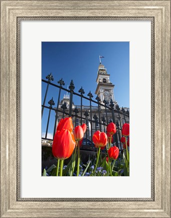 Framed Red Tulips &amp; Municipal Chambers Clock Tower, Octagon, South Island, New Zealand Print
