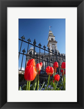 Framed Red Tulips &amp; Municipal Chambers Clock Tower, Octagon, South Island, New Zealand Print