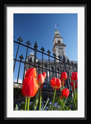 Framed Red Tulips &amp; Municipal Chambers Clock Tower, Octagon, South Island, New Zealand Print