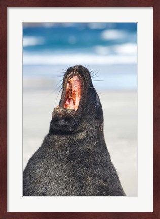 Framed Sea Lion, Sandfly Bay, Otago, South Island, New Zealand Print