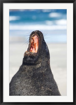 Framed Sea Lion, Sandfly Bay, Otago, South Island, New Zealand Print