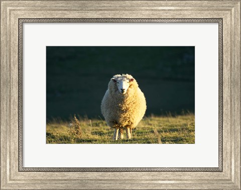 Framed Sheep, Farm animal, Dunedin, South Island, New Zealand Print