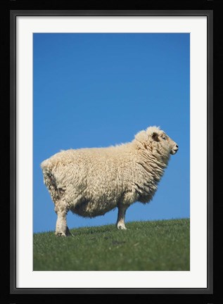Framed Sheep, Farm animal, Scroggs Hill, So Island, New Zealand Print