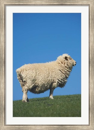 Framed Sheep, Farm animal, Scroggs Hill, So Island, New Zealand Print