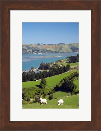 Framed Sheep, Farm animals, Sawyers Bay, So Island, New Zealand Print