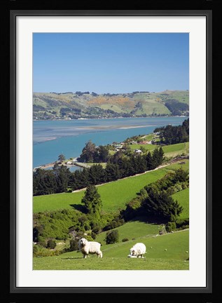 Framed Sheep, Farm animals, Sawyers Bay, So Island, New Zealand Print