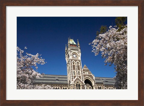 Framed Spring, Clock Tower, Dunedin, South Island, New Zealand (horizontal) Print