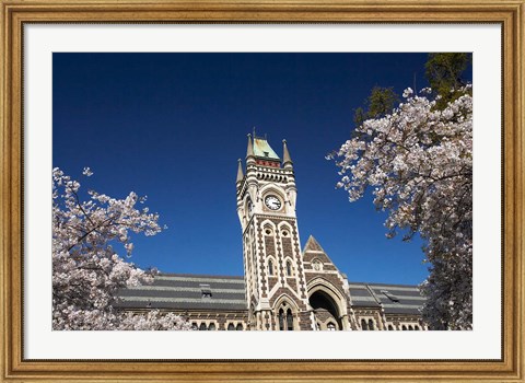 Framed Spring, Clock Tower, Dunedin, South Island, New Zealand (horizontal) Print