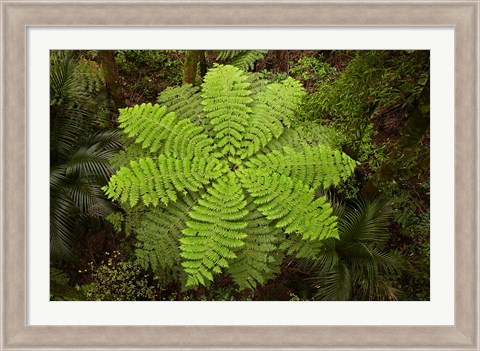 Framed Tree fern, AH Reed Memorial Kauri Park, New Zealand Print