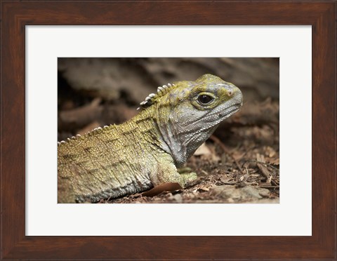 Framed Tuatara, lizard, Pukaha Mount Bruce Wildlife, New Zealand Print