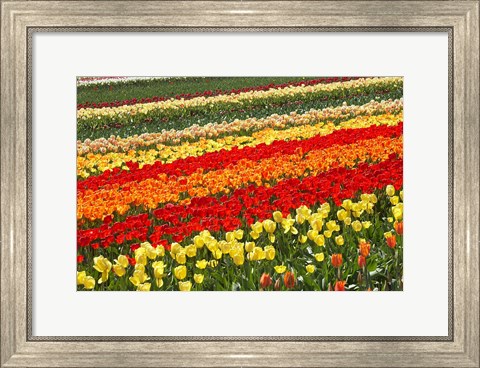 Framed Tulip Fields, West Otago, South Island, New Zealand Print