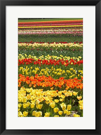 Framed Tulip flowers, West Otago, South Island, New Zealand Print