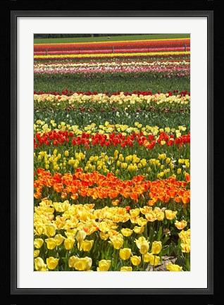 Framed Tulip flowers, West Otago, South Island, New Zealand Print