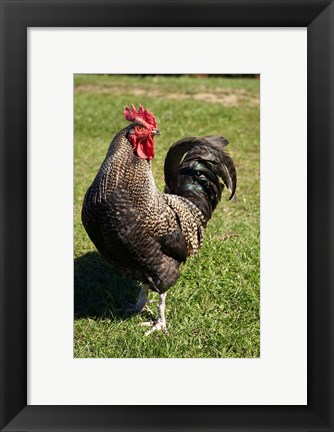 Framed Wild Chicken, Farm animal, Port Chalmers, New Zealand Print